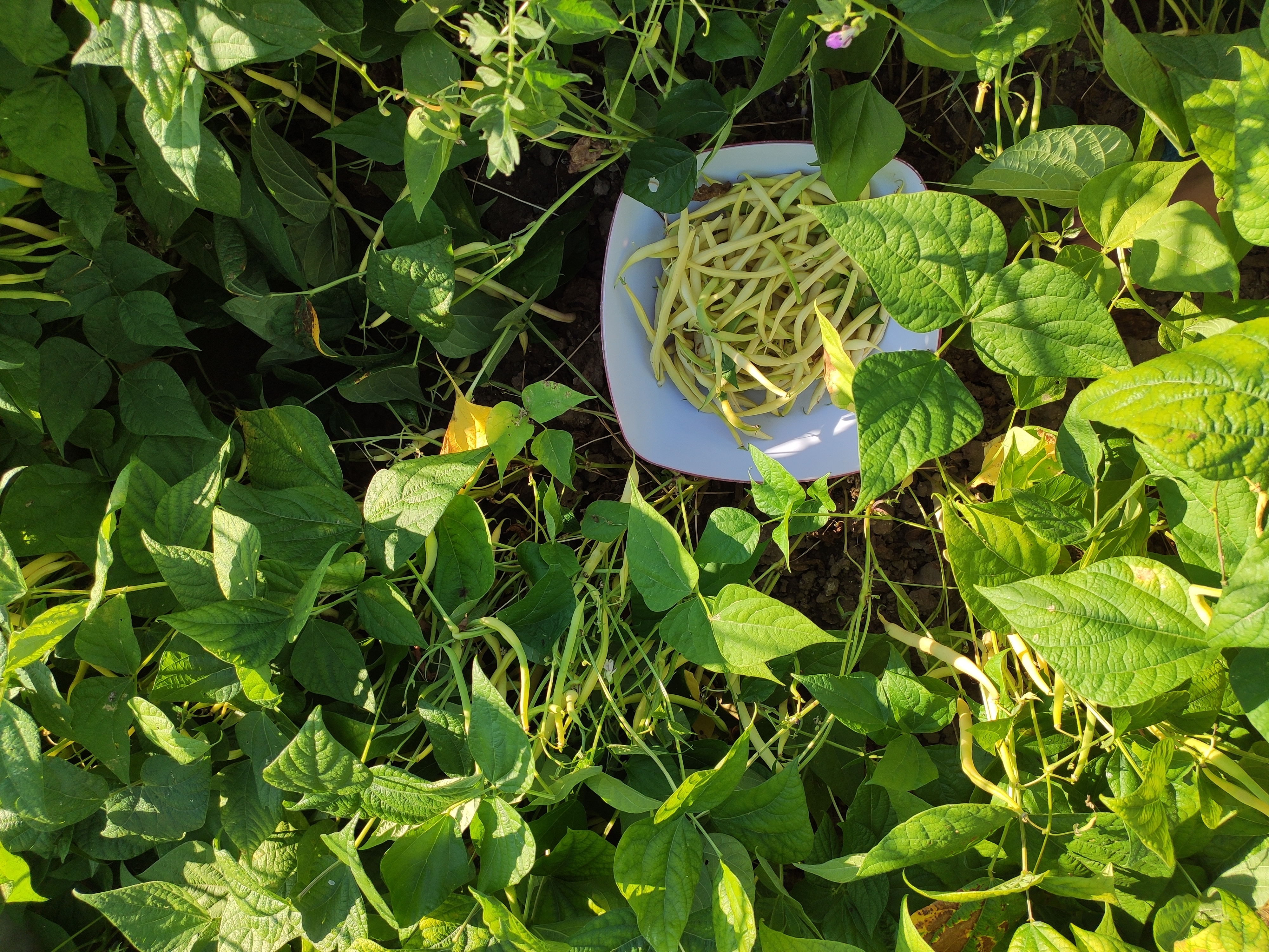 Biodynamics