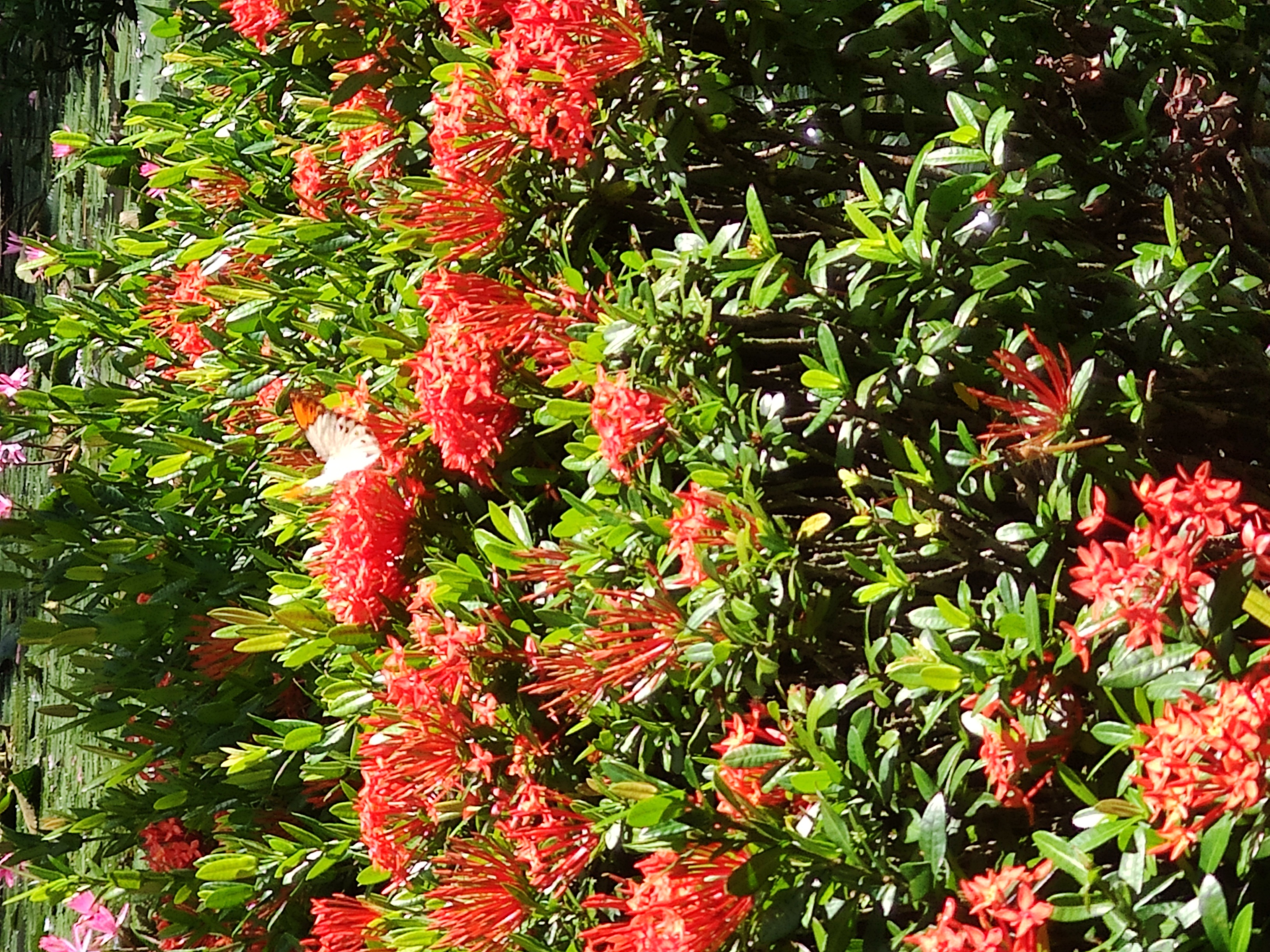 Flowers